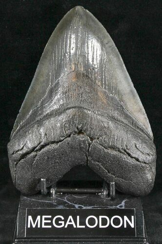 Monster Fossil Megalodon Tooth - South Carolina #24359